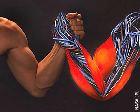 EAP (Electroactive Polymer) Artificial Muscles