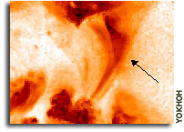Violent truth behind Sun's 'Gentle Giants' uncovered