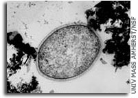 Microbe from depths takes life to hottest known limit