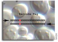 NASA Scientists Study Gene Functions to Treat Disease