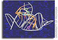 Basic RNA enzyme research promises single-molecule biosensors