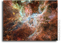 Symphony of colours in the Tarantula