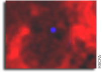 Biggest Stars Produce Strongest Magnets