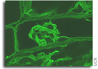Biologists identify chemicals affecting plant growth in response to gravity