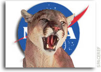 Alabama Mountain Lion