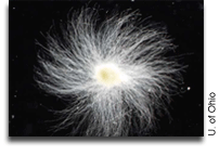 'Moss In Space' Project Shows How Some Plants Grow Without Gravity