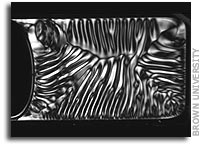 The Shape of Life: Research Sheds Light on How Cells Take Shape