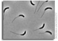 Figuring out function from bacteria's bewildering forms