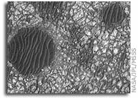 Mars Picture of the Day: Tiled Floor