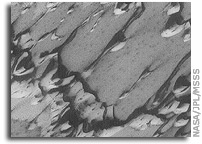 Mars Picture of the Day: Springtime Dunes