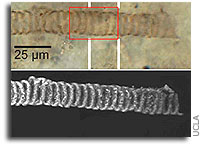 Scientists Analyze 650-Million-Year-Old Fossils in 3D � a First, With Implications for Finding Life on Mars