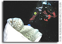 Organisms Abound  Below Sea Ice