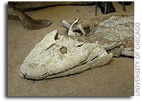 New Arctic fossils fill evolutionary gap between fish and limbed animals