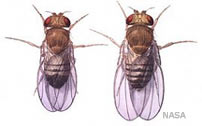 NASA Sends Flies Into Space to Test Changes in Immune System