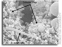 Two miles underground, strange bacteria are found thriving