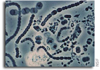 Survival of Methanogens During Desiccation: Implications for Life on Mars