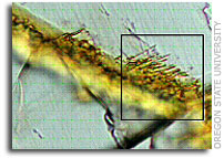 Mars meteorite similar to bacteria-etched earth rocks