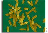 Entrapment of Bacteria in Fluid Inclusions in Laboratory-Grown Halite