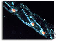 Jellyfish-Like Creatures May Play Major Role in Fate of Carbon Dioxide in the Ocean
