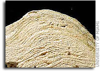 Origins of Life - New Approach Helps Expand Study of Living Fossils