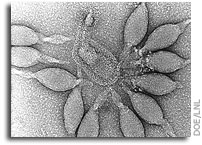 Yellowstone viruses 'jump' between hot pools