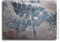 Earth's first rainforest unearthed