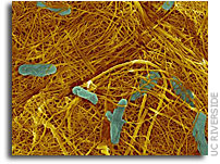 Nanotube-producing bacteria show manufacturing promise