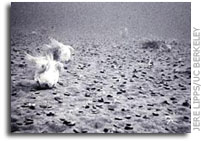 Looking for life on Jupiter's icy moon Europa