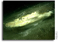 Methane bubbling through seafloor creates undersea hills