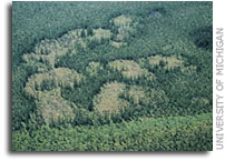 Climate change and permafrost thaw alter greenhouse gas emissions in northern wetlands