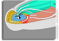 Researchers identify new region of the magnetosphere