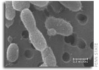 A survivor in Greenland: A novel bacterial species is found trapped in 120,000-year-old ice