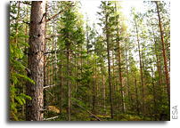 ESA leads the way to map boreal forest