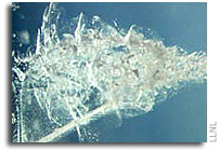 Stardust formed close to sun
