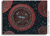 A New Way to Think About Earth's First Cells