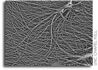 For the paper trail of life on Mars or other planets, find cellulose