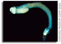 Clams Convert Air into Food - Trait no longer the domain only of plants