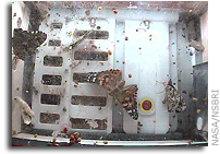 Four 'Butterflynauts' Emerge on Space Station