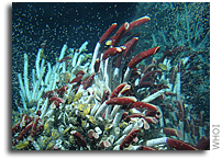 Carbon Acts Like Rustoleum Around Hydrothermal Vents