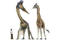 Ancient Flying Reptiles Used Four Legs to Launch