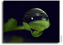 NASA Studies Cellulose For Food And Biofuel Production