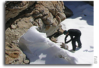 How an Antarctic worm makes antifreeze and what that has to do with climate change