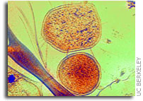Weird, ultra-small microbes turn up in acidic mine drainage