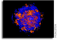 3-D computer simulations help envision supernovae explosions