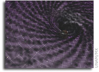 Supermassive Black Holes: Hinting at the Nature of Dark Matter?