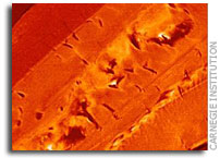 Unexpected Exoskeleton Remnants Found in Paleozoic Fossils