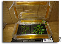 Video: Mars 500: Harvest time for the little greenhouses