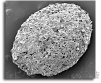 Life after 'Snowball Earth'