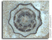 Newly Discovered Plant Fossil Reveals More than Age