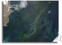 Image: Blooming Waters off Argentina As Seen From Space